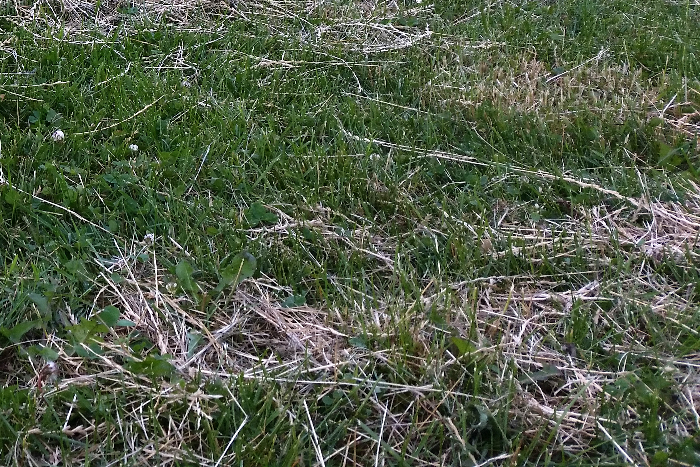 Wiese mit trockenem Heu